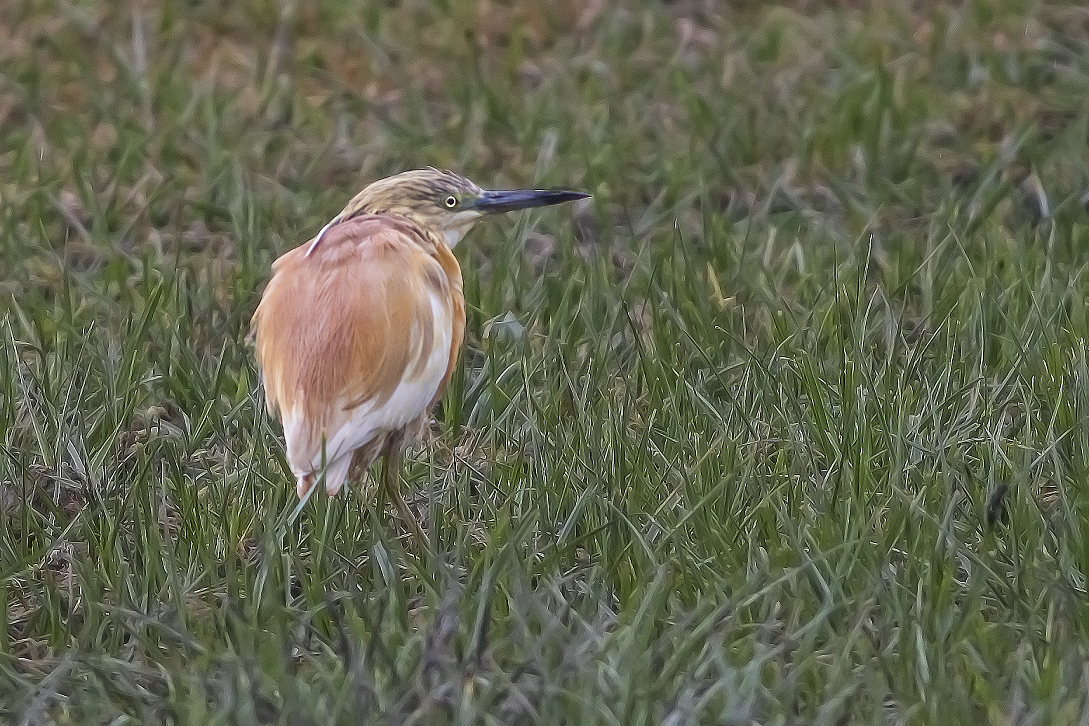 Squacco Heron